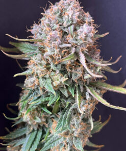Sour Jealousy Auto — изображение 5