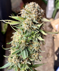 Sour Jealousy Auto — изображение 6