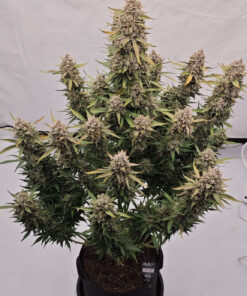 Sour Jealousy Auto — изображение 7