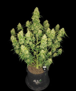 Sour Jealousy Auto — изображение 8