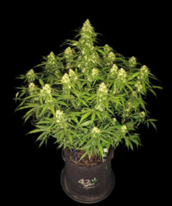 Sour Jealousy Auto — изображение 9