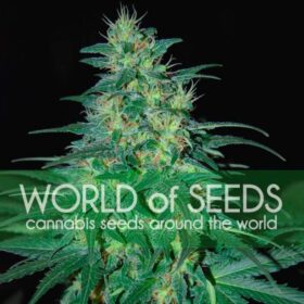 S. African Kwazulu WorldOfSeeds