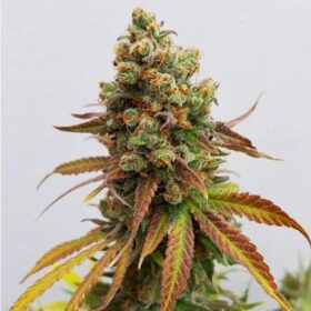 Special Queen #1 Royal Queen Seeds