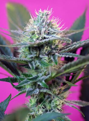 Speed + Auto Sweet Seeds