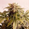Speedy Boom Auto Kannabia Seeds
