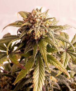 Speedy Boom Auto Kannabia Seeds