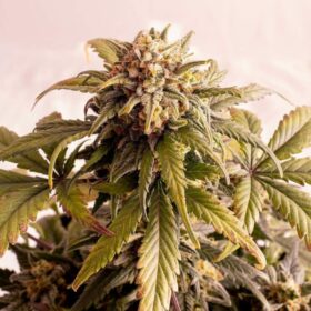 Speedy Boom Auto Kannabia Seeds