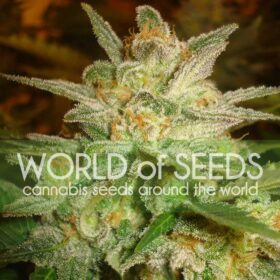 Star 47 WorldOfSeeds