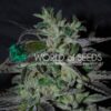 Strawberry Blue Early Version WorldOfSeeds