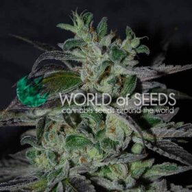 Strawberry Blue Early Version WorldOfSeeds
