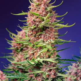 Strawberry Cola Sherbet Fast Version F1 Sweet Seeds