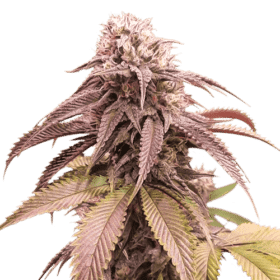 Strawberry Cookies SuperSativaSeedClub