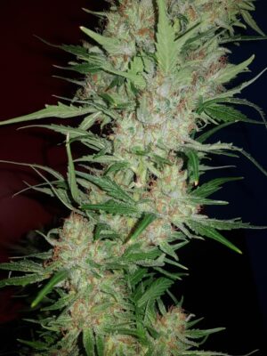 Strawberry Cough Dutch Passion Seeds