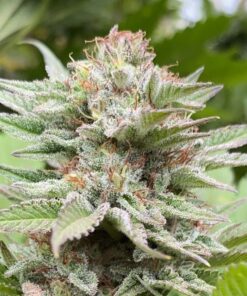 Strawberry Haze Auto Kannabia Seeds