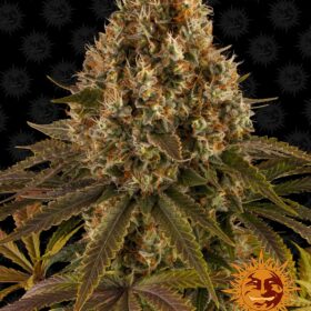 Strawberry Lemonade Barneys Farm Seeds