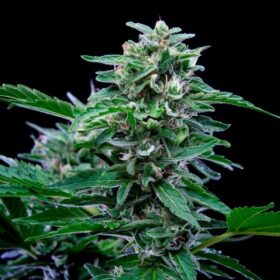 Stress Killer CBD Auto Royal Queen Seeds