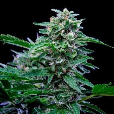 Stress Killer CBD Auto Royal Queen Seeds