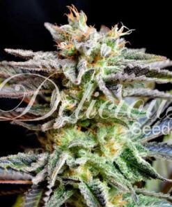 Sugar Black Rose Delicious Seeds