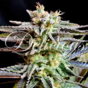 Sugar Black Rose Delicious Seeds