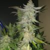 Sugar Bomb Punch Dutch Passion Seeds