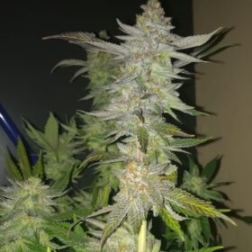 Sugar Bomb Punch Dutch Passion Seeds