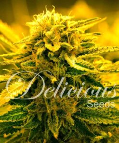 Sugar Black Rose Auto Delicious Seeds