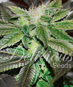 Sugar Candy Delicious Seeds