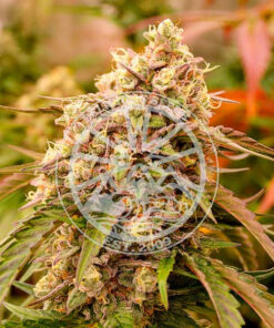 Sunday Punch Delicious Seeds