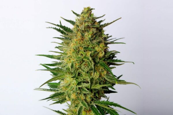 Super Ak Kannabia Seeds