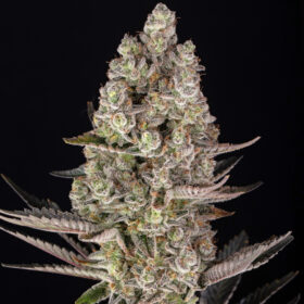 Super Boof Barneys Farm Seeds