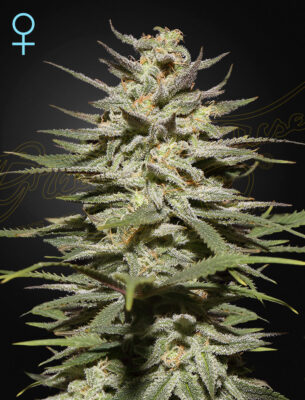Super Lemon Haze CBD Green House Seeds