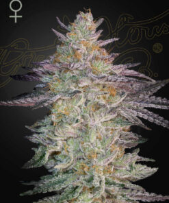 Super Lemon Haze x GMO Green House Seeds