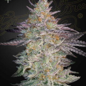 Super Lemon Haze x GMO Green House Seeds
