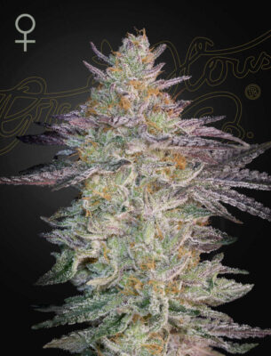 Super Lemon Haze x GMO Green House Seeds
