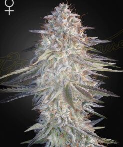 Super Lemon Haze x Pink Candy Green House Seeds