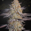 Super Lemon Haze x RS11 Green House Seeds