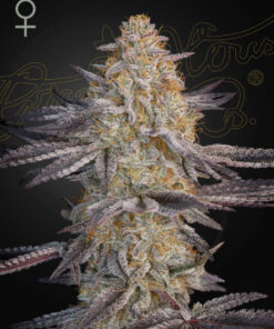 Super Lemon Haze x RS11 Green House Seeds