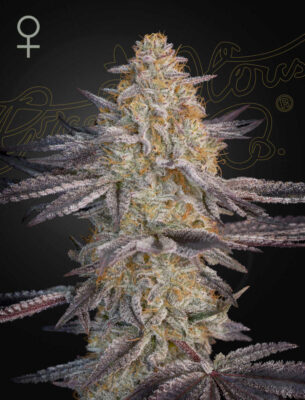 Super Lemon Haze x RS11 Green House Seeds
