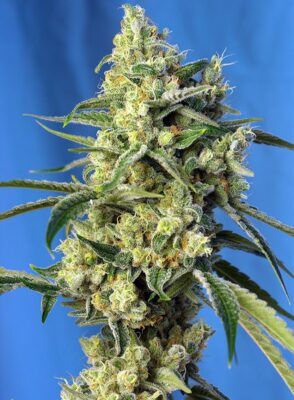 Sweet Amnesia Haze Sweet Seeds