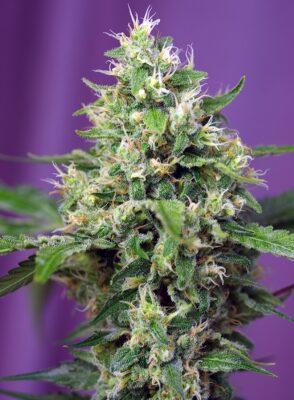 Sweet Amnesia Haze XL Auto Sweet Seeds