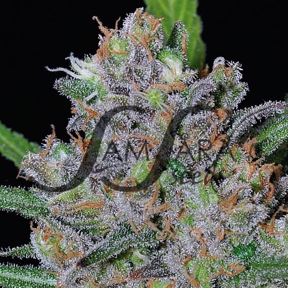 Sweet Black Angel SamsaraSeeds