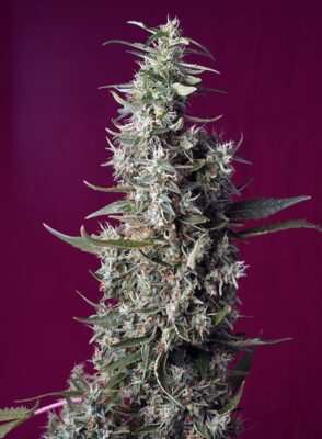 Sweet Cherry Pie Sweet Seeds