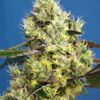 Sweet Gelato Auto Sweet Seeds
