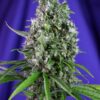 Sweet Trainwreck Auto Sweet Seeds