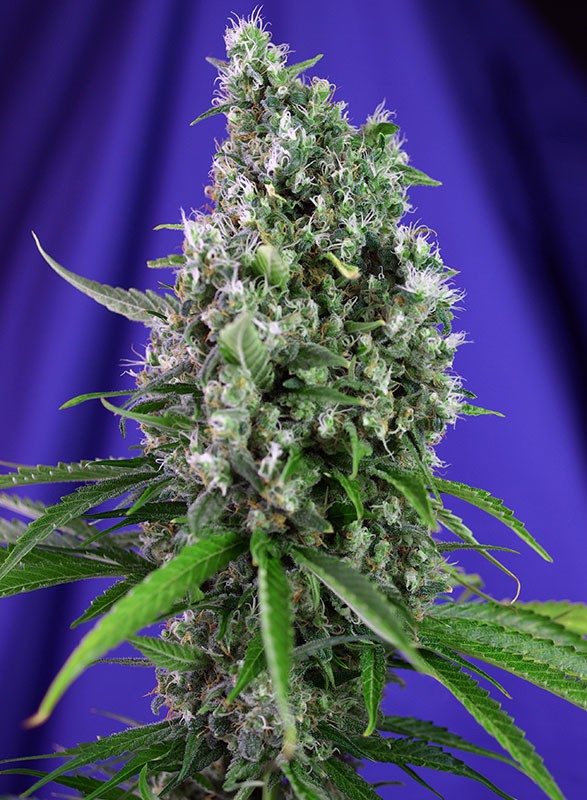 Sweet Trainwreck Auto Sweet Seeds