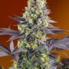 Sweet Zenzation Sweet Seeds