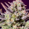 Sweet Zenzation XL Auto Sweet Seeds