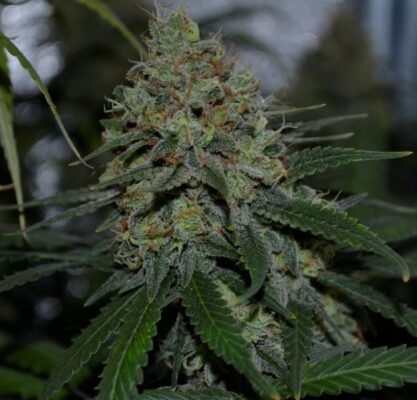 Sweet ZZ Royal Queen Seeds