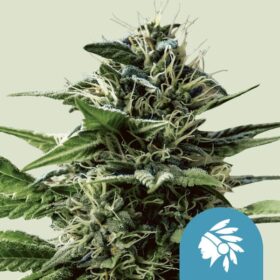 Tatanka Pure CBD Royal Queen Seeds