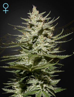 The Church CBD Green House Seeds